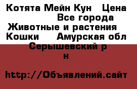 Котята Мейн Кун › Цена ­ 15 000 - Все города Животные и растения » Кошки   . Амурская обл.,Серышевский р-н